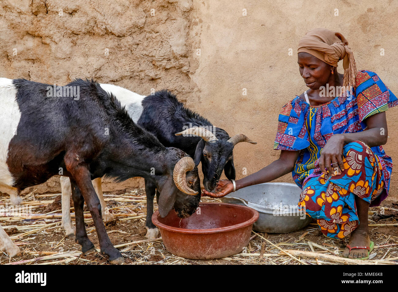UBTEC NGO in a village near Ouahigouya, Burkina Faso. Cattle breeder Animata Guiro. Stock Photo