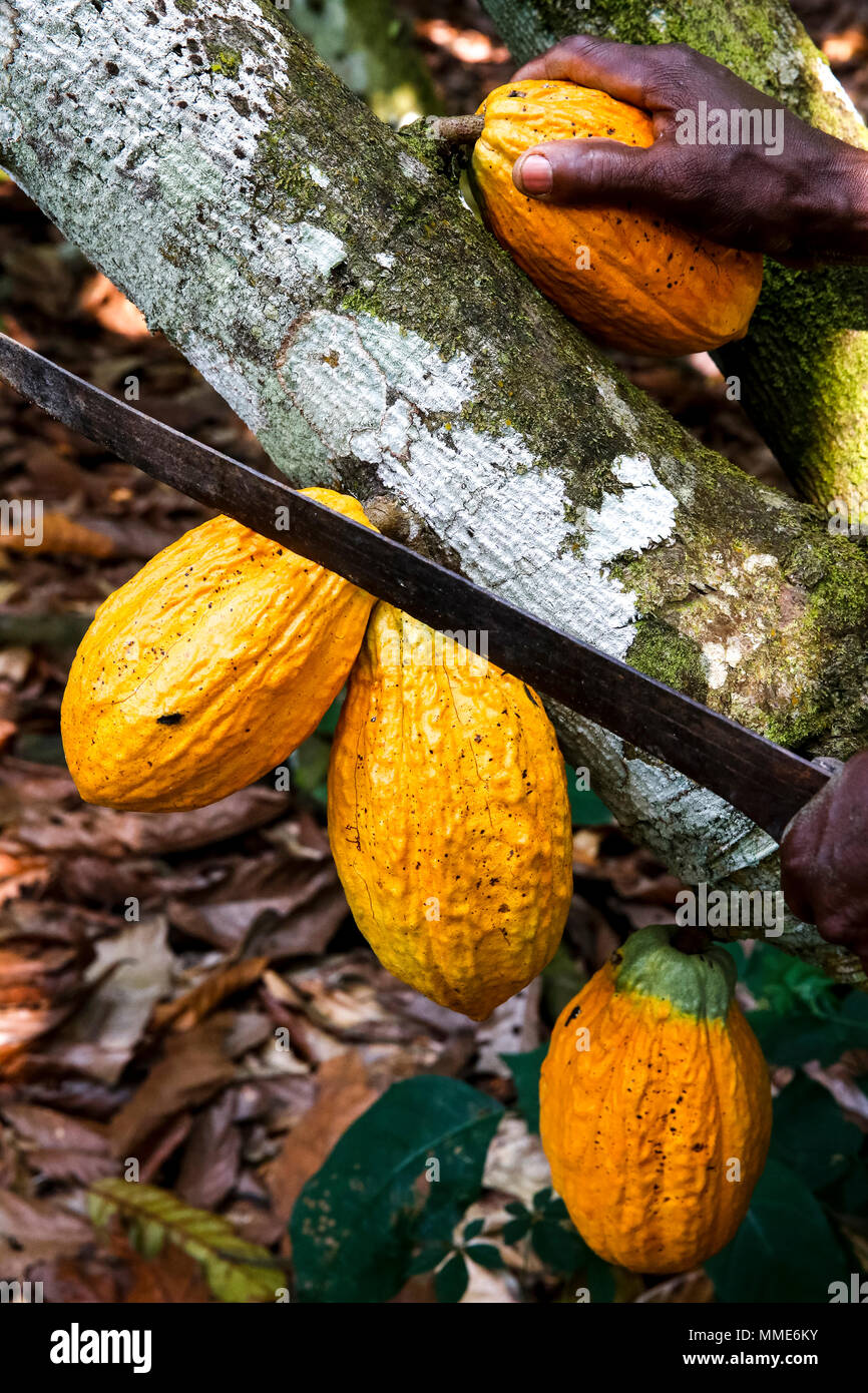 Cocoa plantation africa hires stock photography and images Alamy