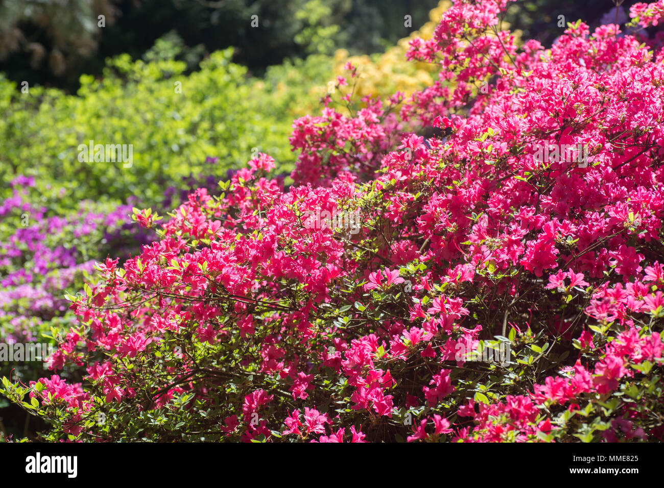 multicolored rhododendrons in park on sunny day Stock Photo