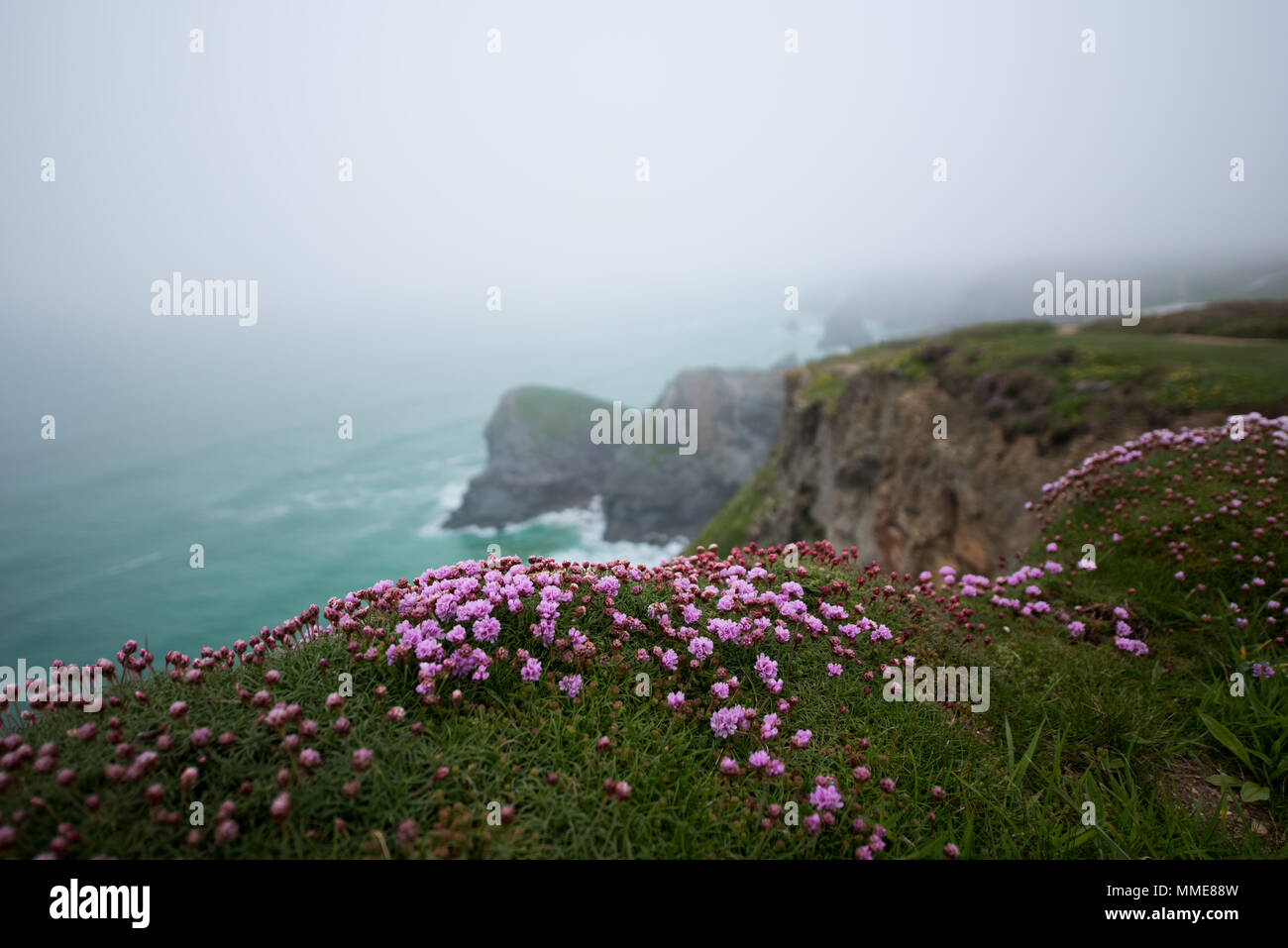 Cornish Thrift and sea mist Stock Photo Alamy