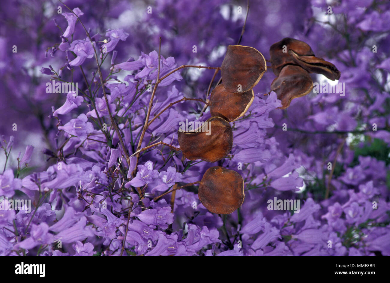Seed Pods Of The Jacaranda Tree Jacaranda Mimosifolia Stock Photo Alamy