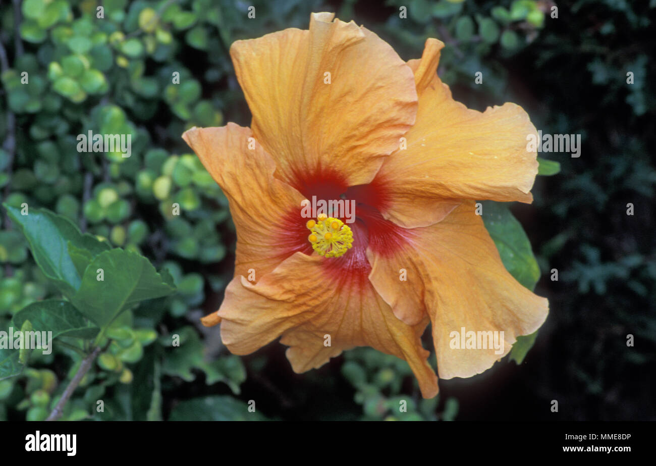 Orange Hibiscus flower Stock Photo