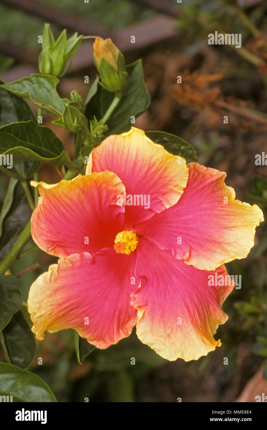 HIBISCUS EDWARD LE PLANTE-SINGLE PINK WITH PALE YELLOW RUFFLED BORDER Stock Photo