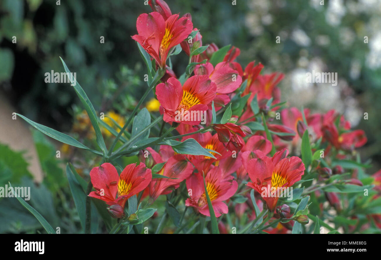 Alstroemeria commonly called the Peruvian lily or lily of the Incas Stock Photo