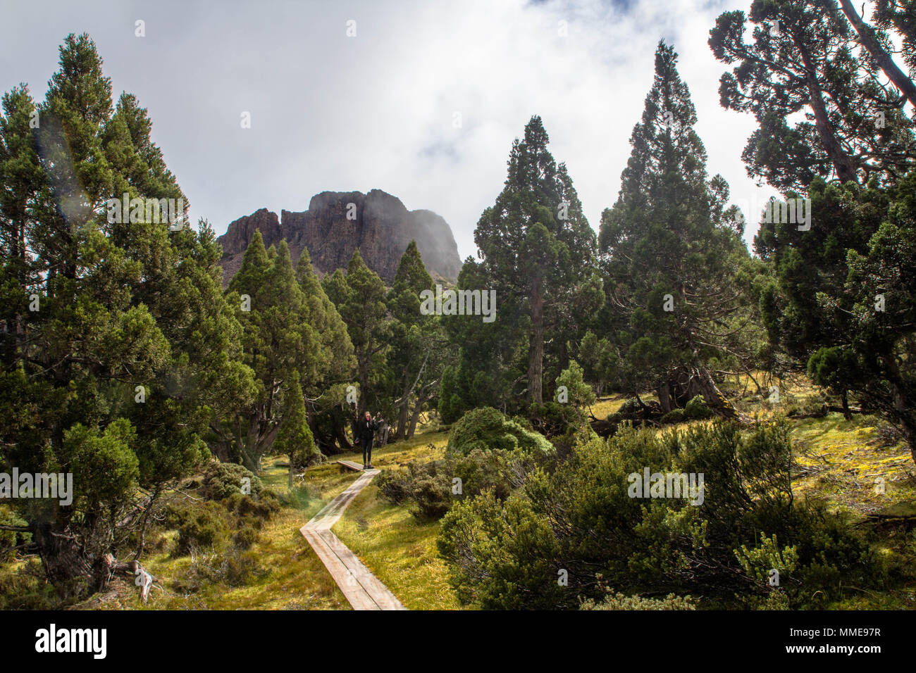 Ancient Pencil Pine forest framing the mountain behind, King Solomon's Throne Stock Photo