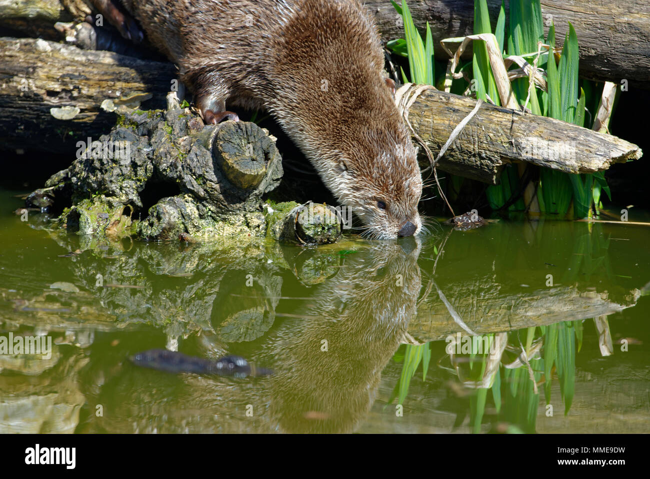 North American River Otter - Lontra canadensis  on log with reflection Stock Photo