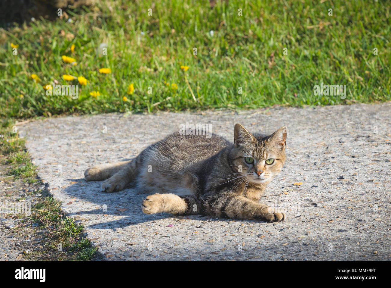cute cat living in the countryside freely resting Stock Photo
