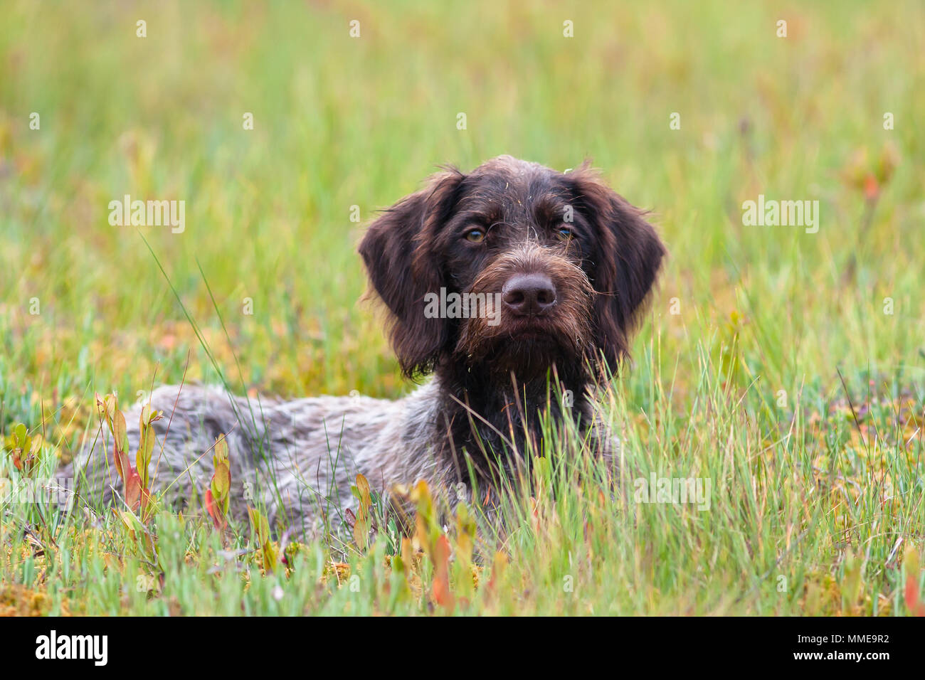 hunting dog german wirehaired pointer in the grass Stock Photo