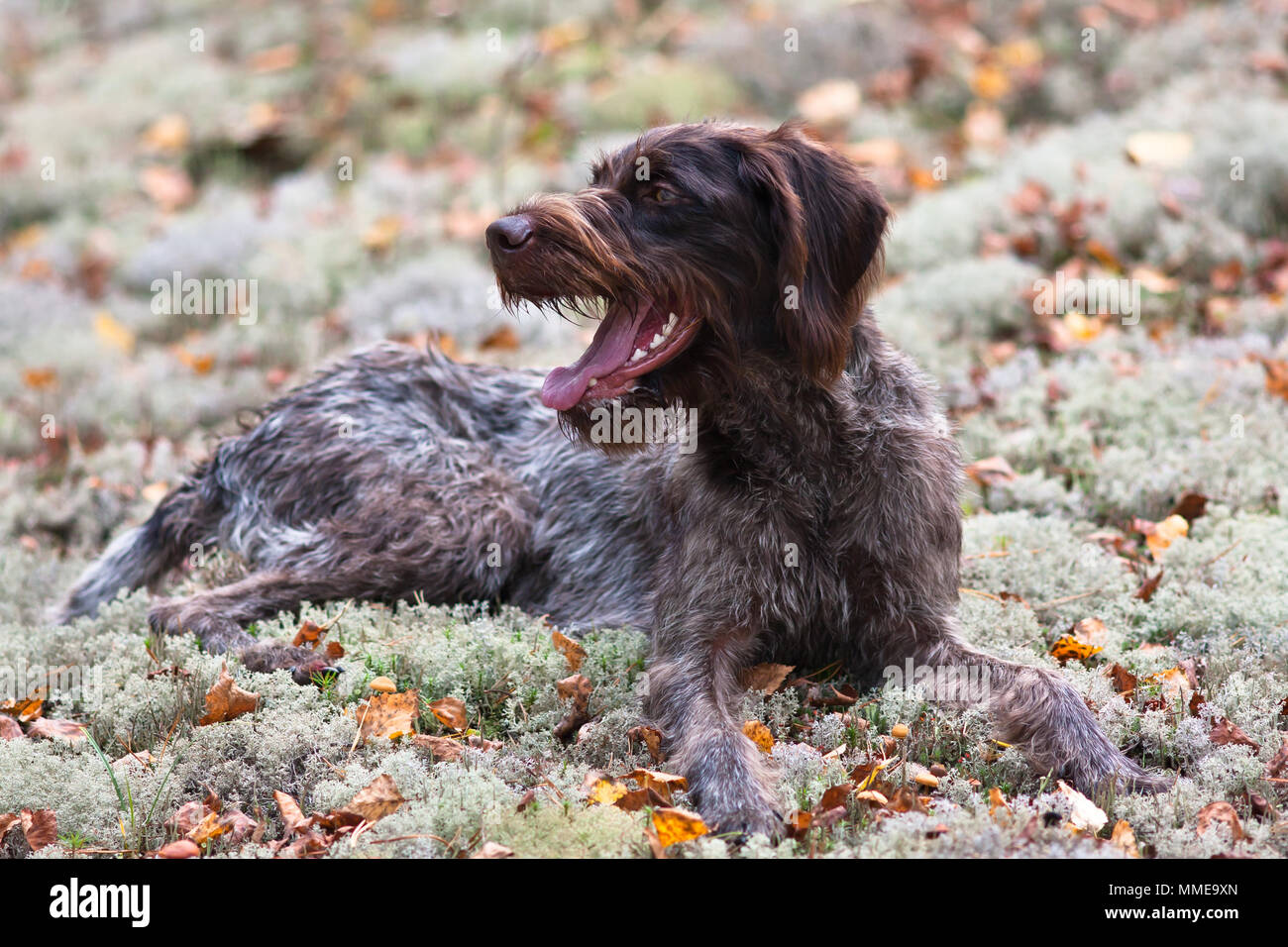 resting hunting dog german wirehaired pointer outdoors Stock Photo