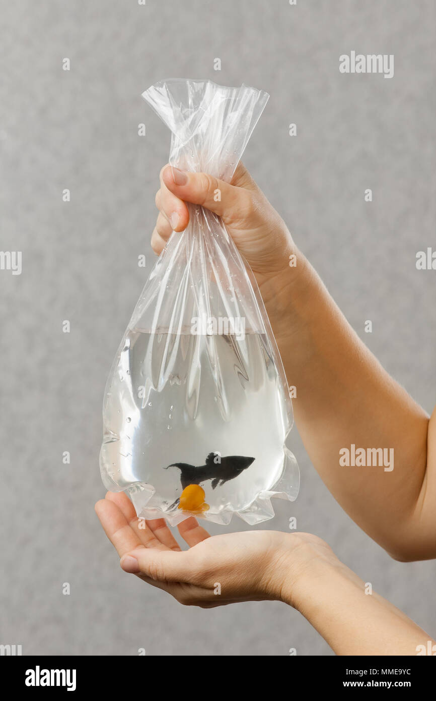 hands holding a package with aquarium fish and snail Stock Photo