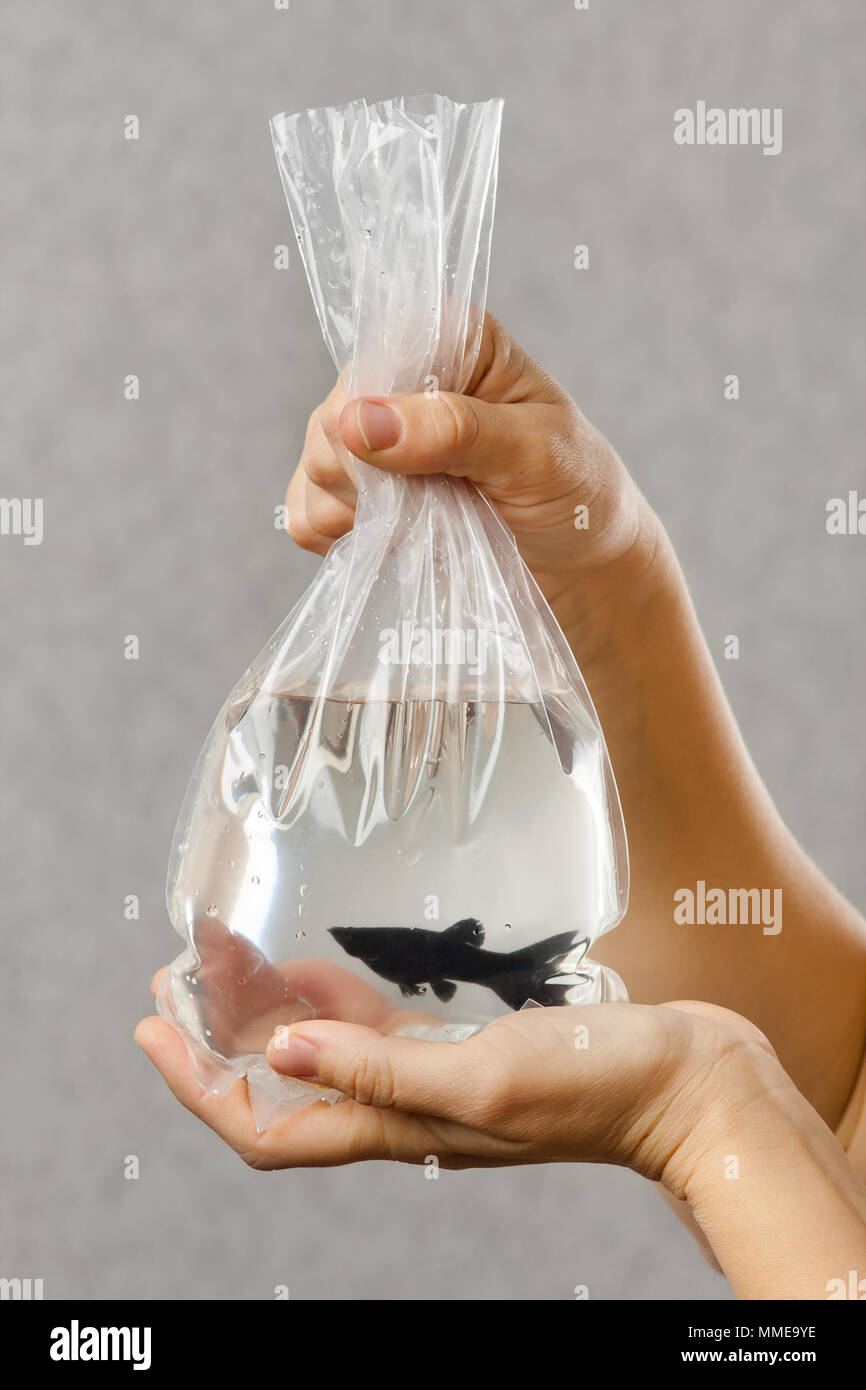 hands holding a package with a purchased aquarium fish Stock Photo