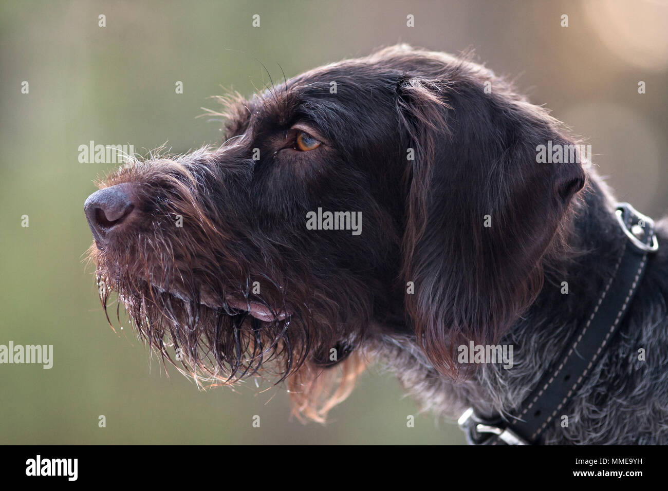 head of german wirehaired pointer on blurred background Stock Photo