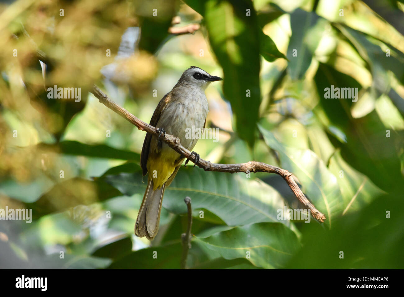 Yellow-vented Bulbul Pycnonotus goiavier perching on mango branch with green leaves background. Stock Photo