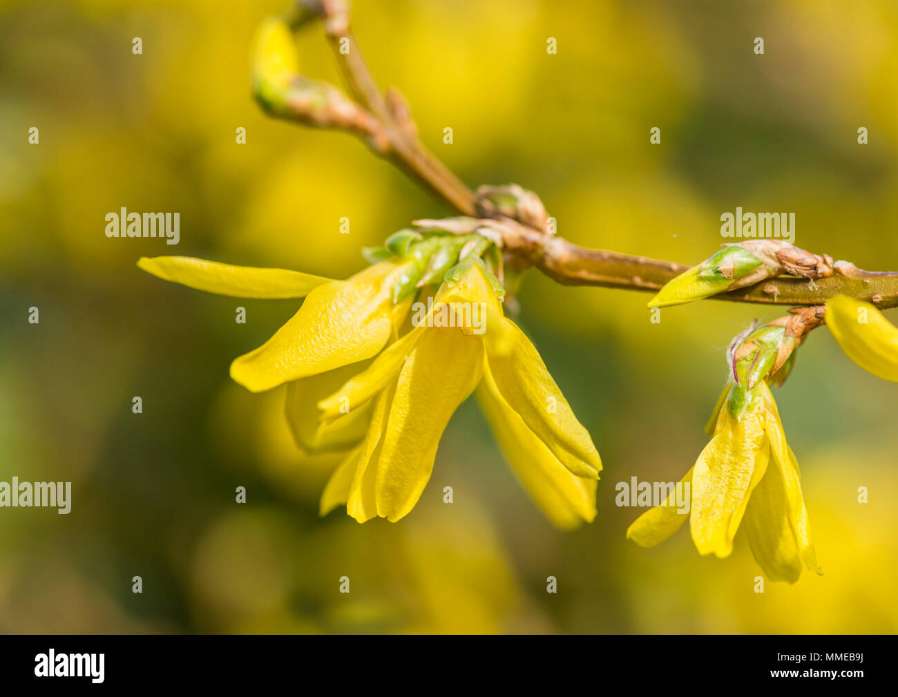 Yellow forsythia bush blossom hi-res stock photography and images - Alamy