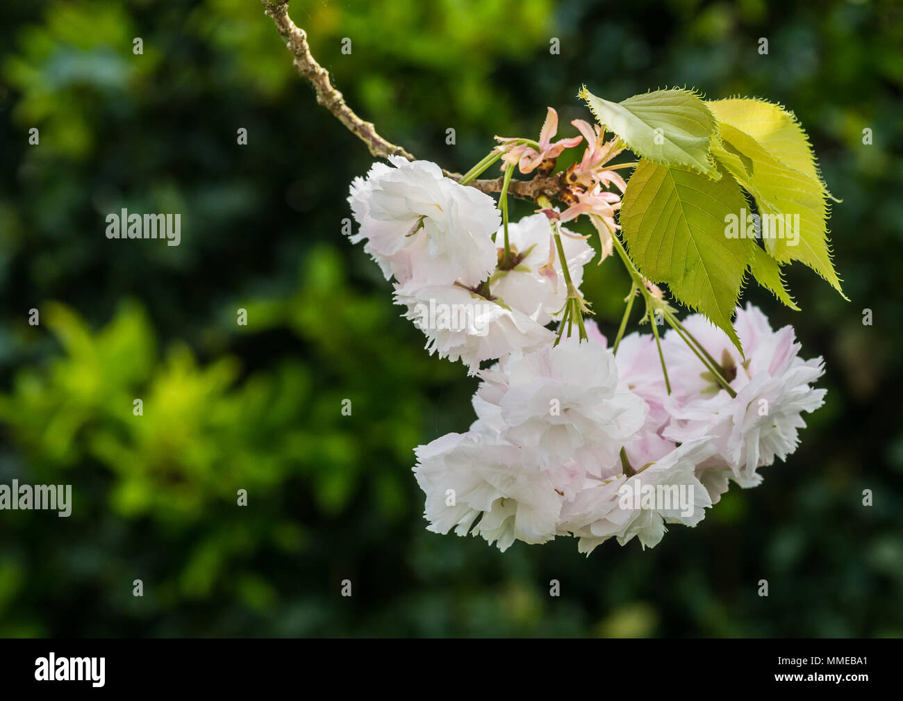 Close up cherry blossom flower hi-res stock photography and images - Alamy