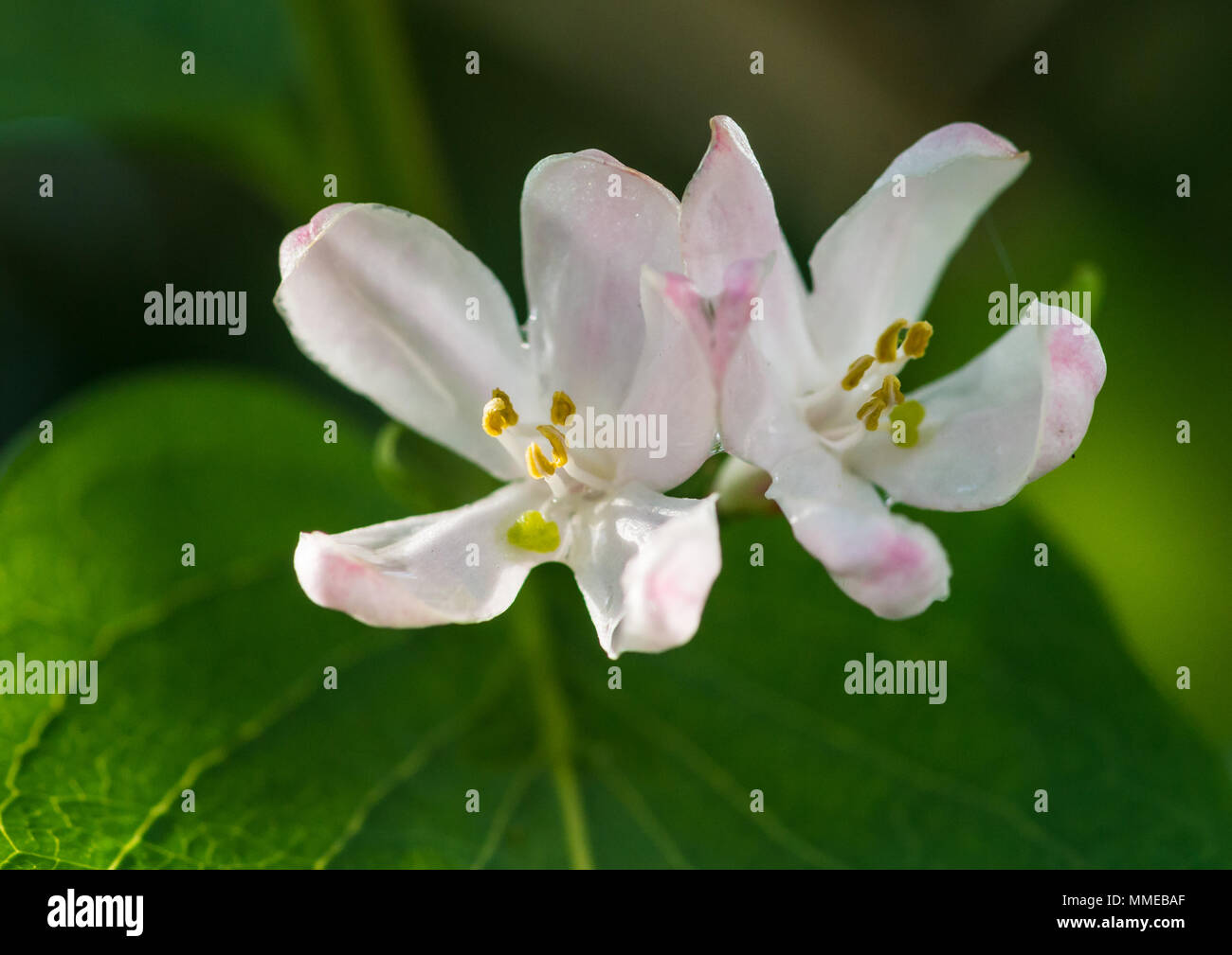 A macro shot of some tatarian honeysuckle blossom. Stock Photo