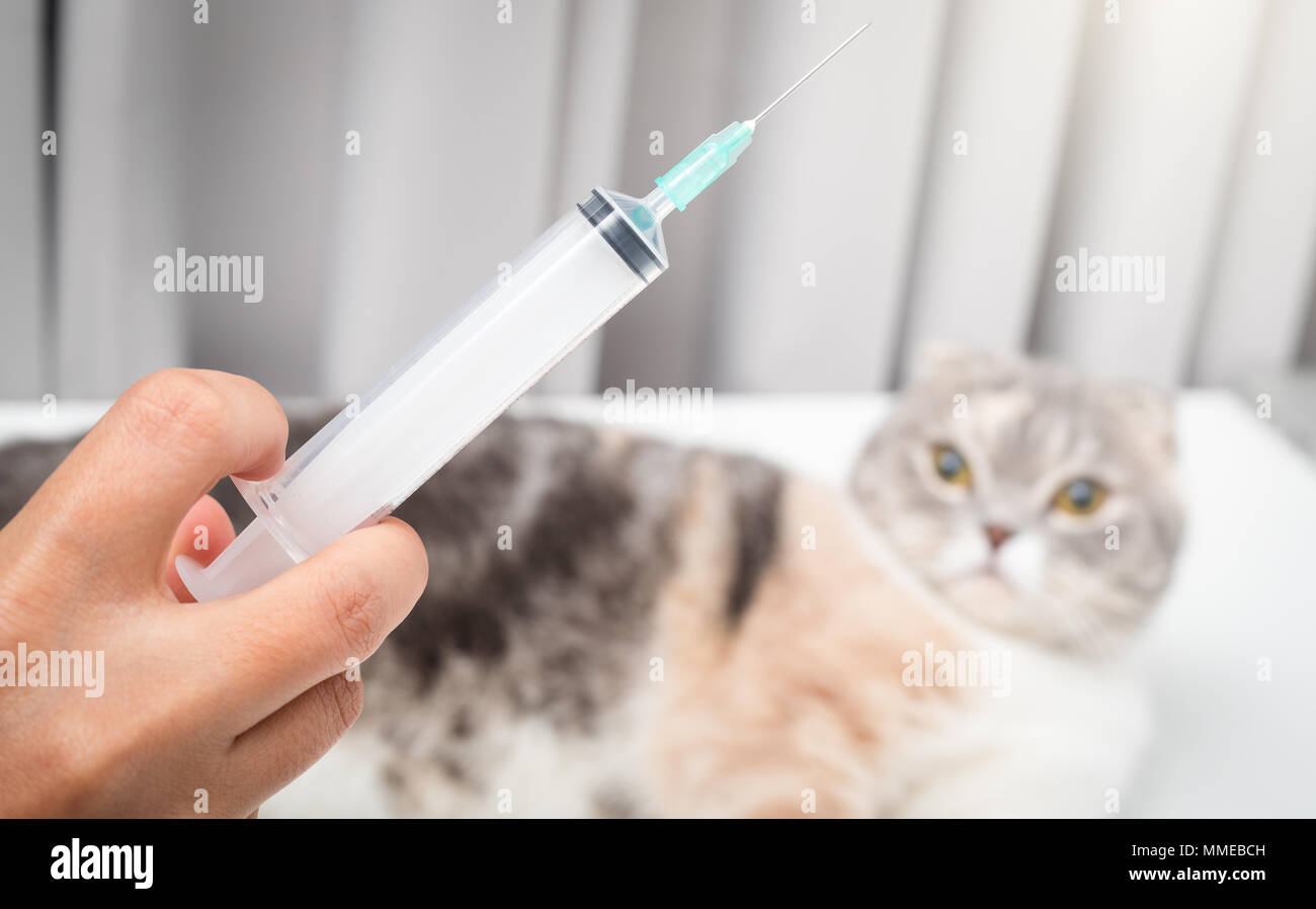 Veterinarian hand with syringe and cat close up photo Stock Photo