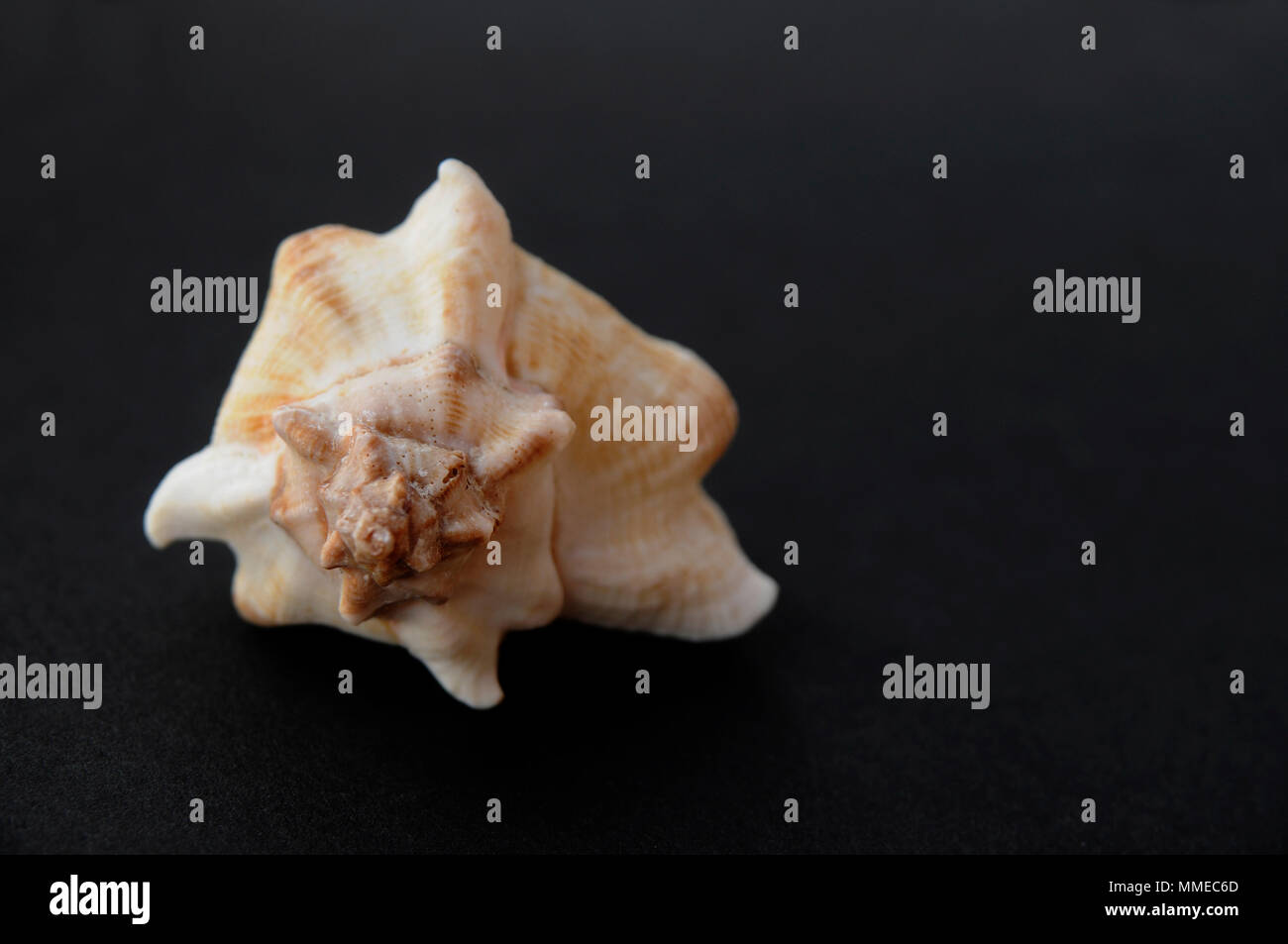 Seashell on black backround with copy space Stock Photo