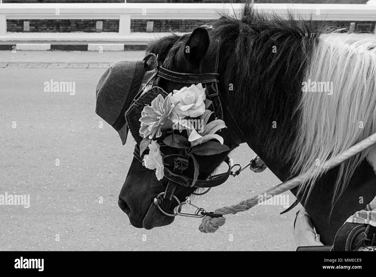 horse close up  head flowers hat carriage  black white Stock Photo