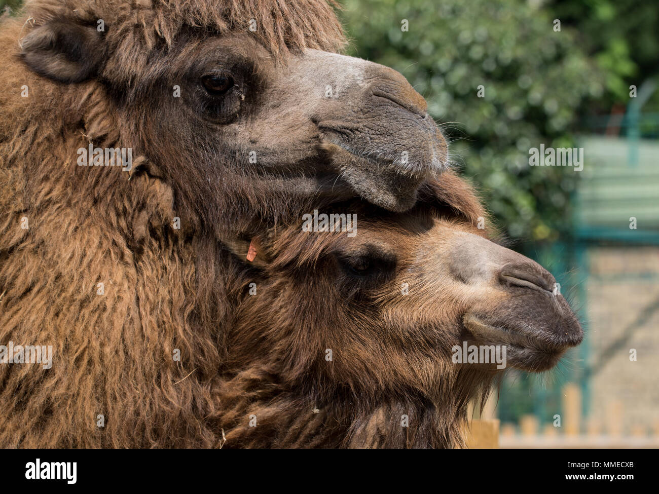 Camel couple Stock Photo