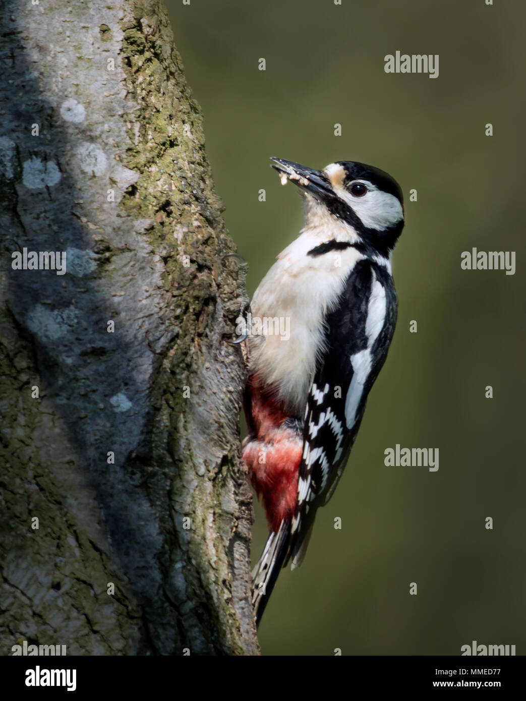 Greater Spotted Woodpecker (Dendrocopos major) Stock Photo