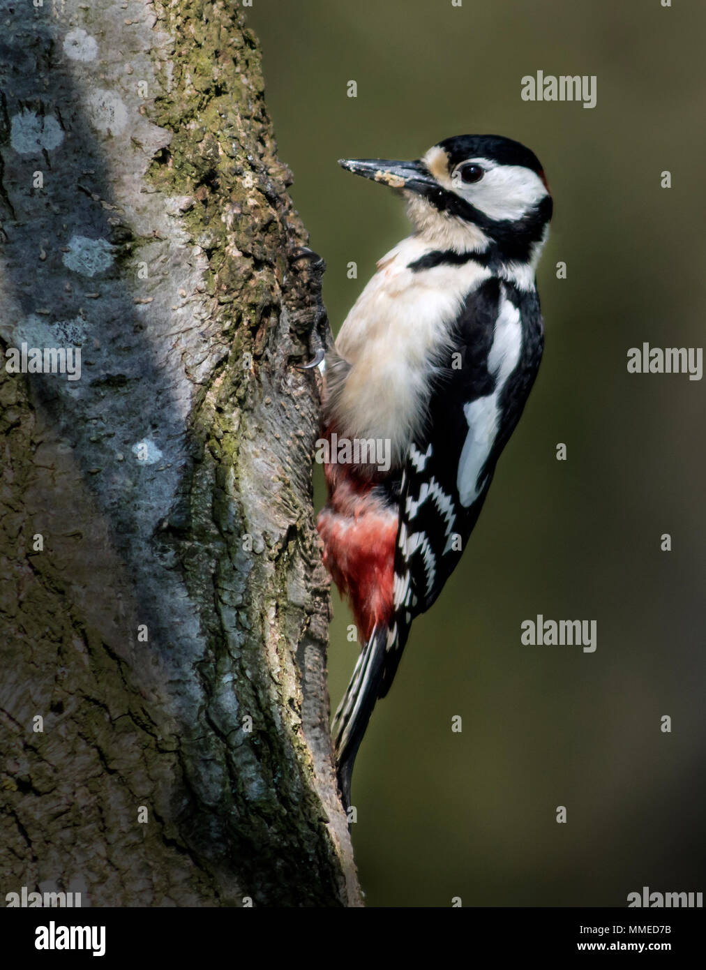 Greater Spotted Woodpecker (Dendrocopos major) Stock Photo