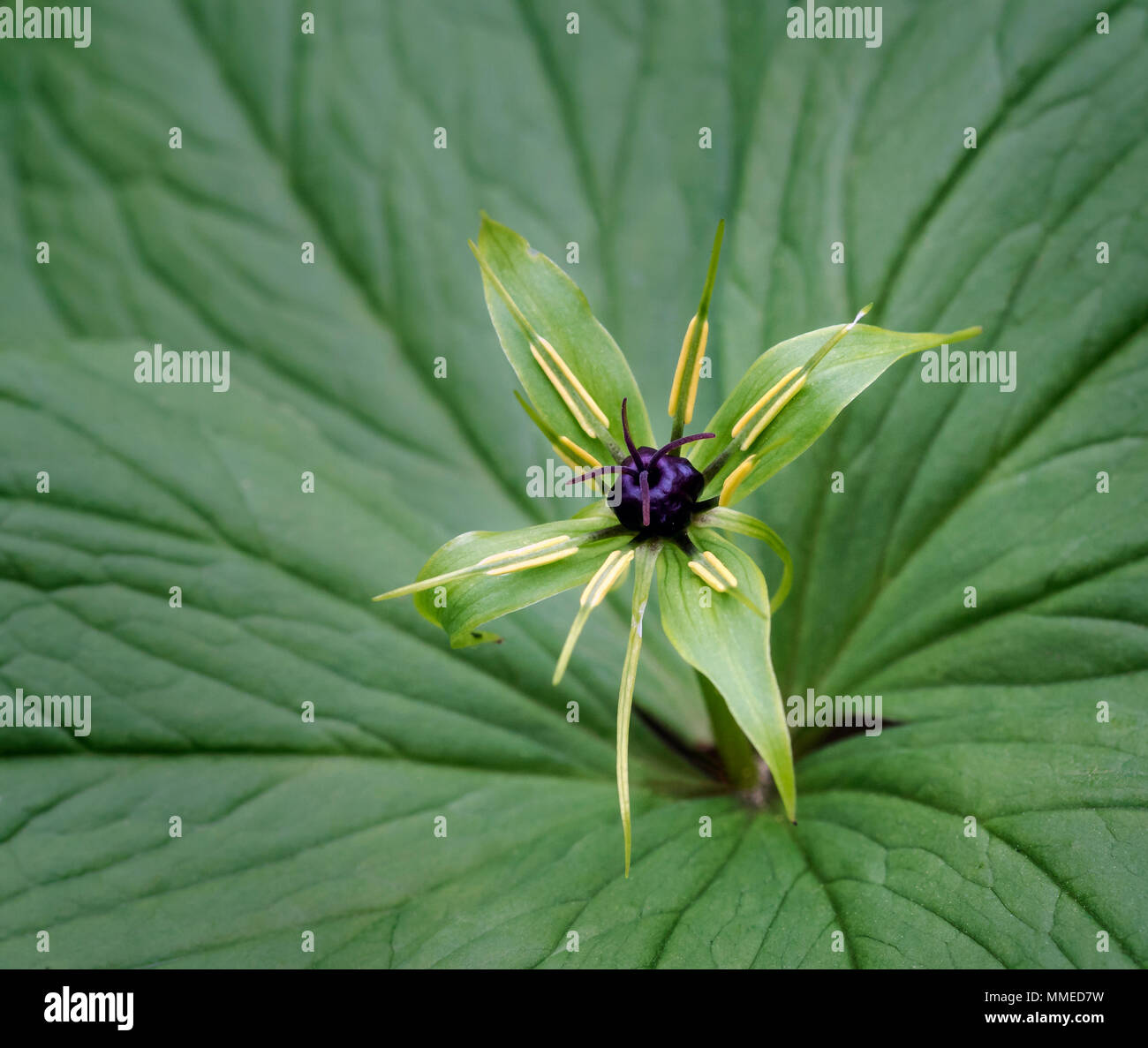 Herb Paris (Paris quadrafolia) Stock Photo