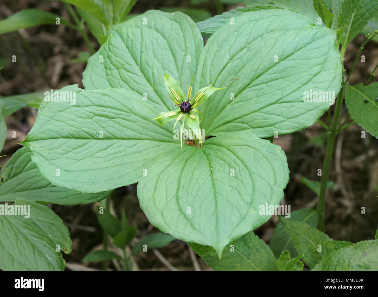 Herb Paris (Paris quadrafolia) Stock Photo