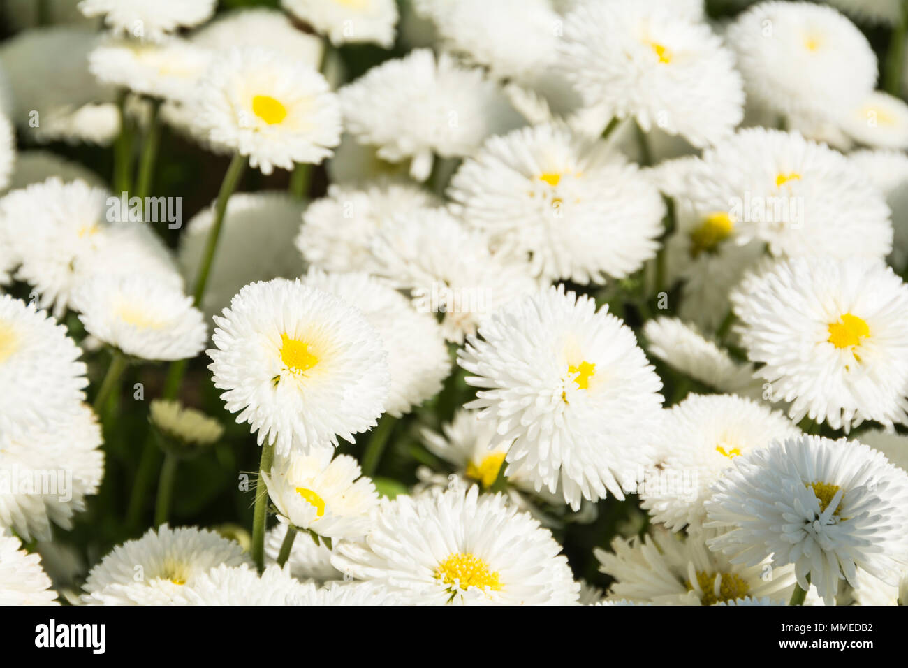 Speedstar, Bellis Perennis, White English Daisy in bloom Stock Photo