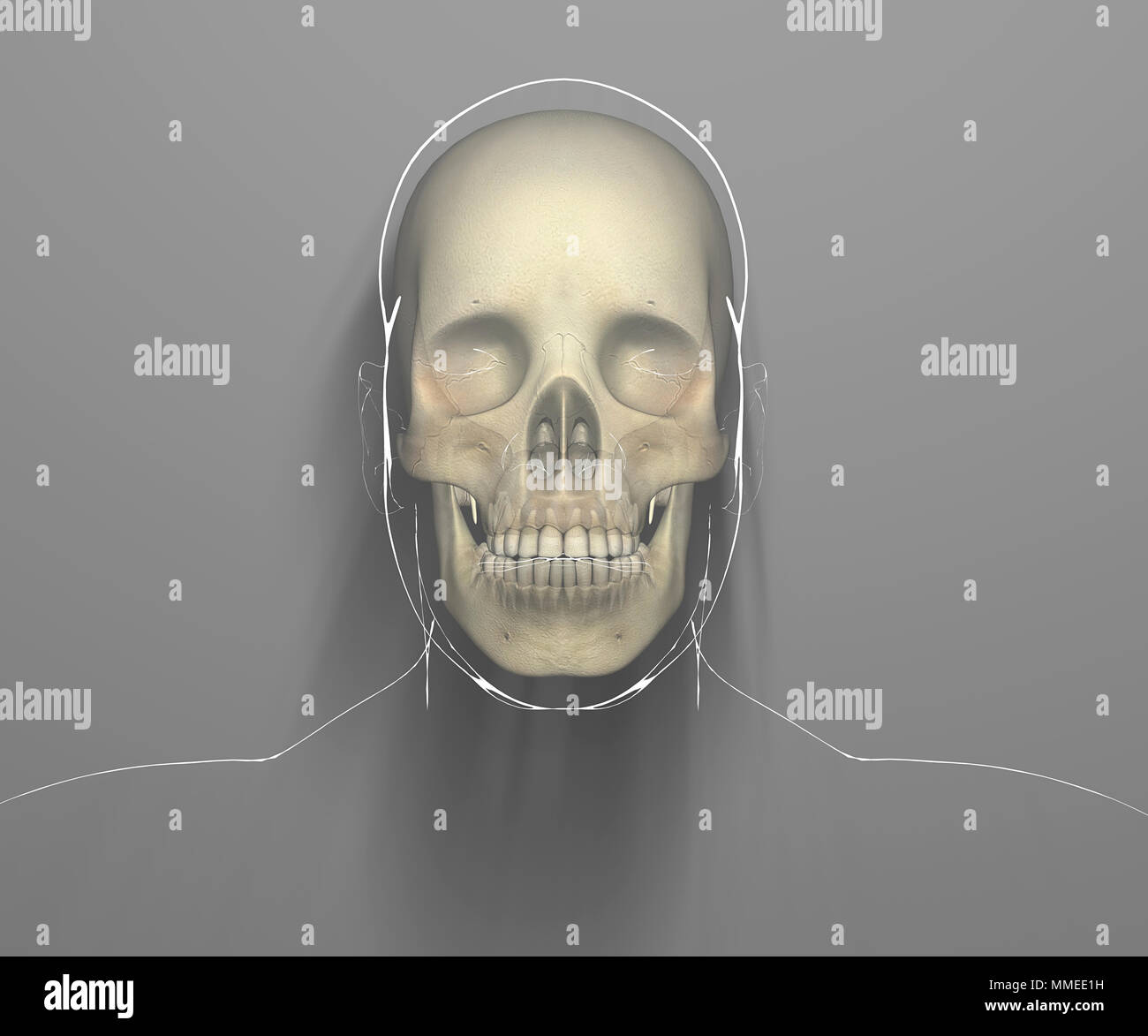 Front view of a skull seen on x-ray, a person's head and skull. 3d rendering Stock Photo