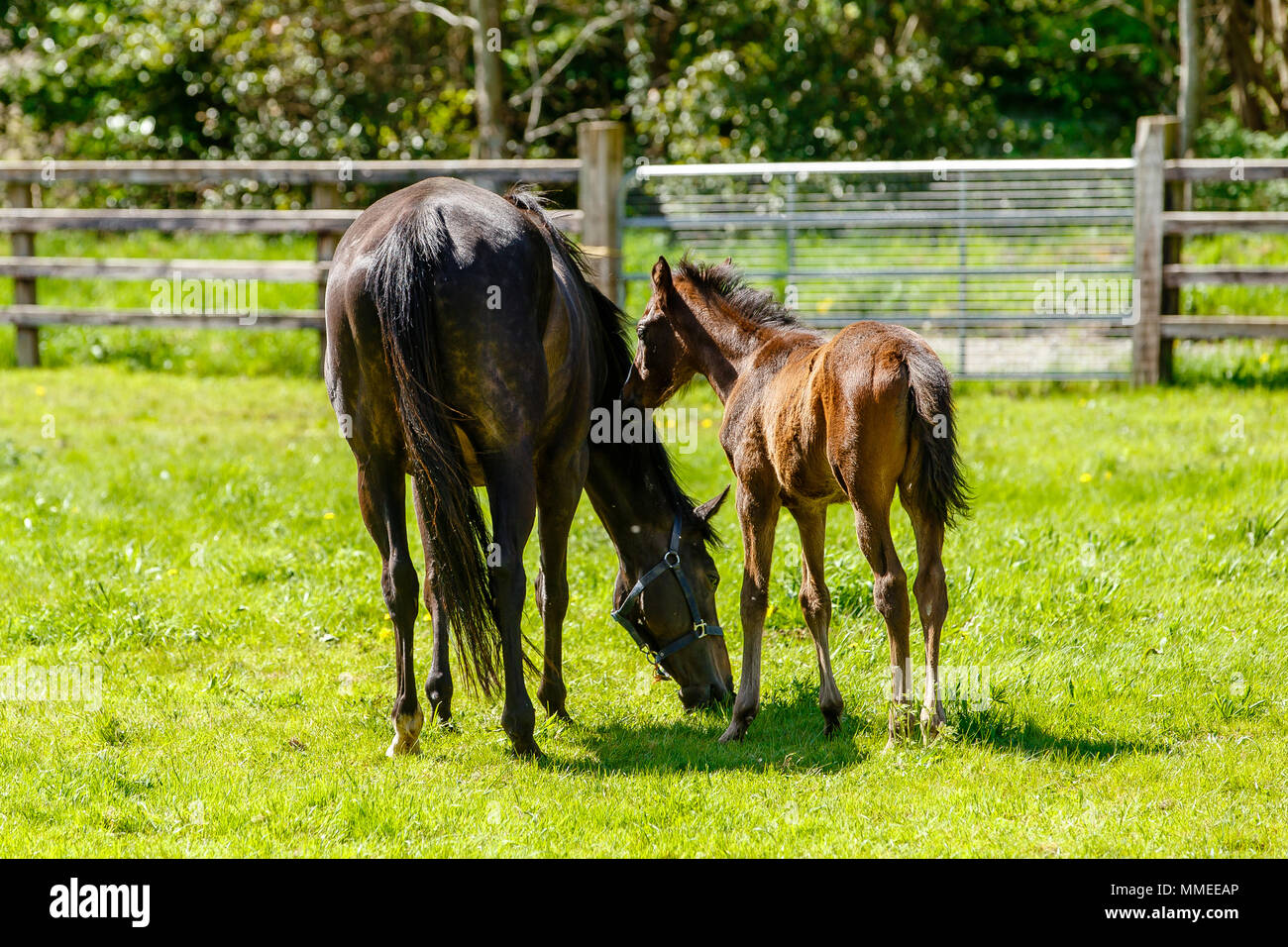 Thoroughbred brood mare with foal grazing in a pasture at the Palmerstown House Estate, County Kildare Ireland. Stock Photo