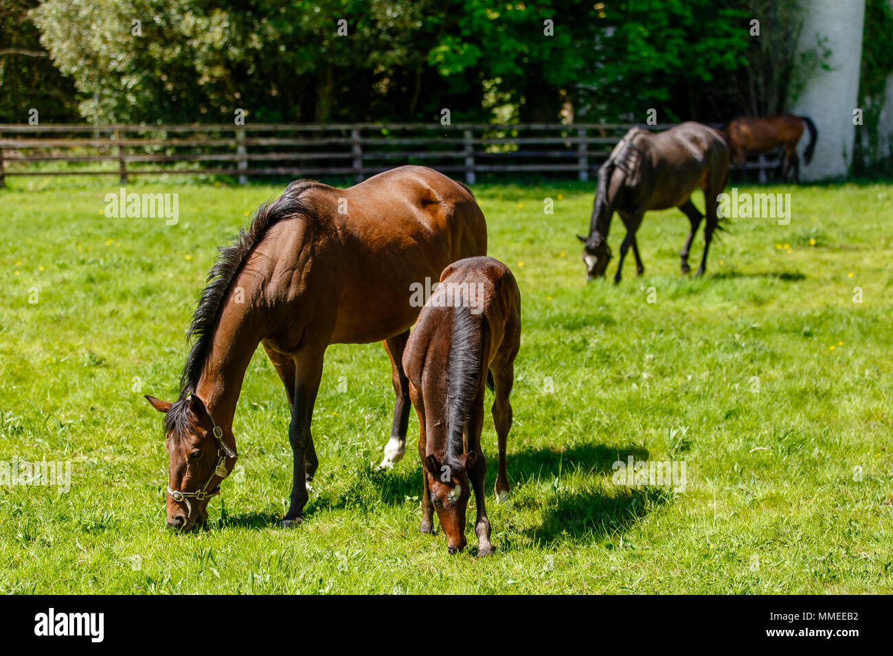 Thoroughbred brood mares with foals grazing in a pasture at the Palmerstown House Estate, County Kildare Ireland. Stock Photo