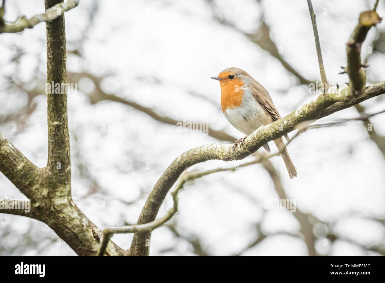 closeup of a garden Robin perched on a small branch Stock Photo