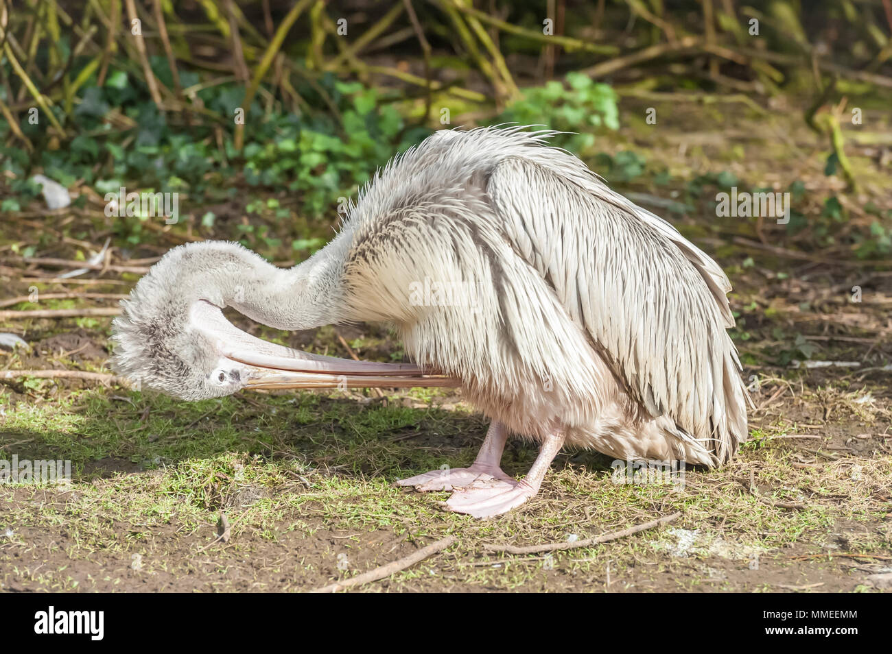young pelican preening its feathers with its bill Stock Photo