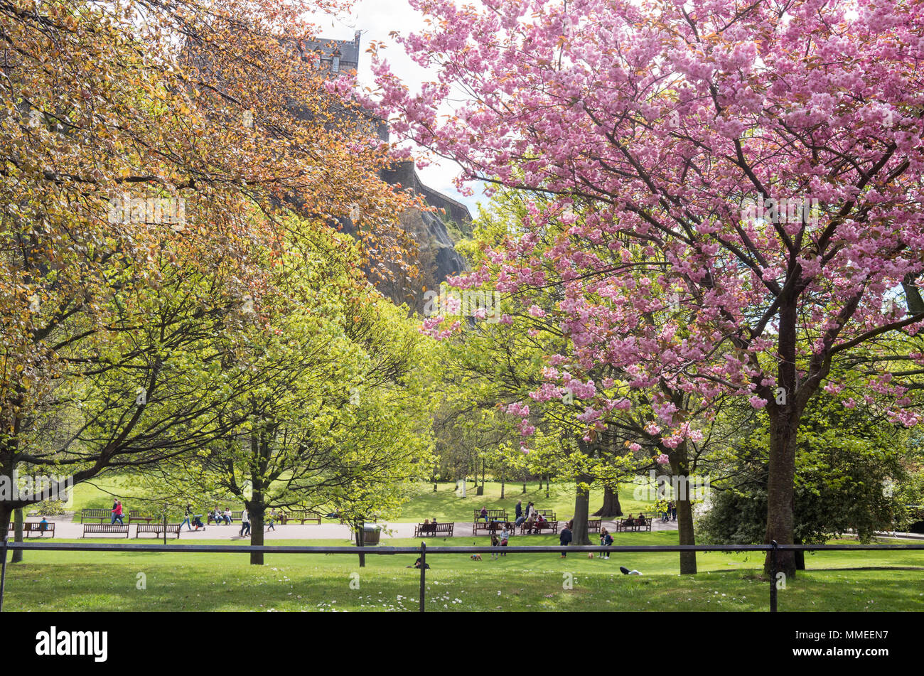 Cherry Blossom Trees in Princes Street Gardens in Edinburgh City Centre