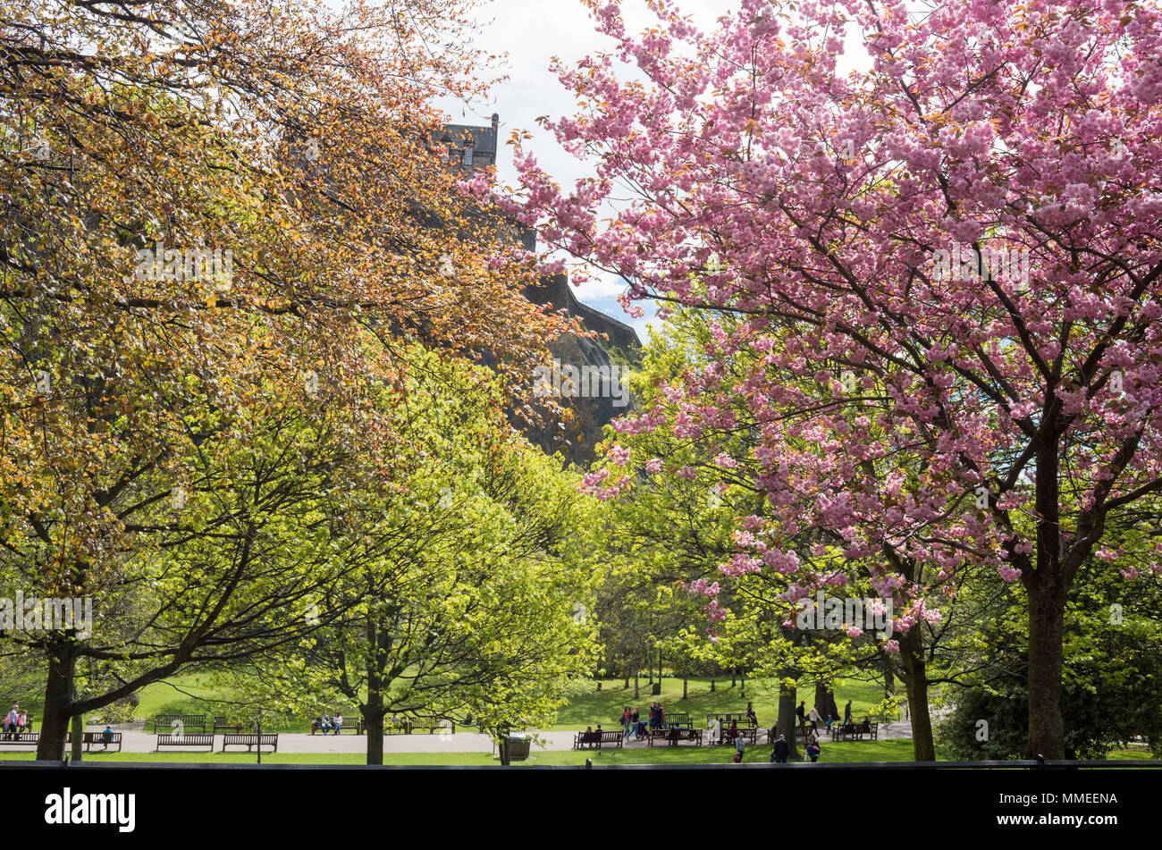 Cherry Blossom Trees in Princes Street Gardens in Edinburgh City Centre Stock Photo