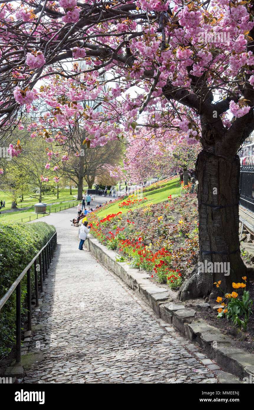 Cherry Blossom Trees in Princes Street Gardens in Edinburgh City Centre