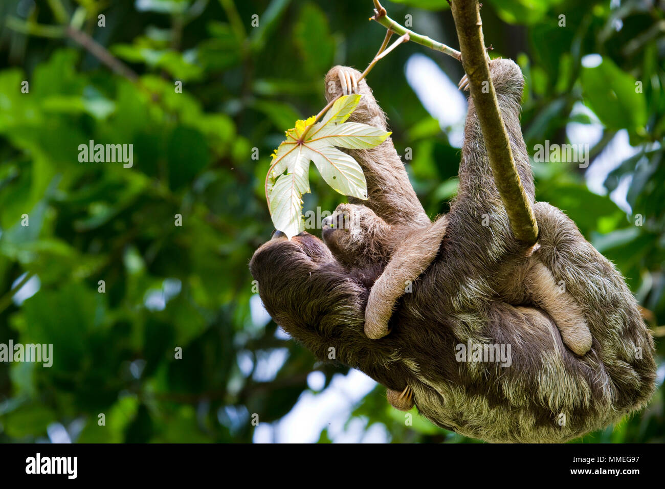 Wild Sloth and baby in central America Stock Photo
