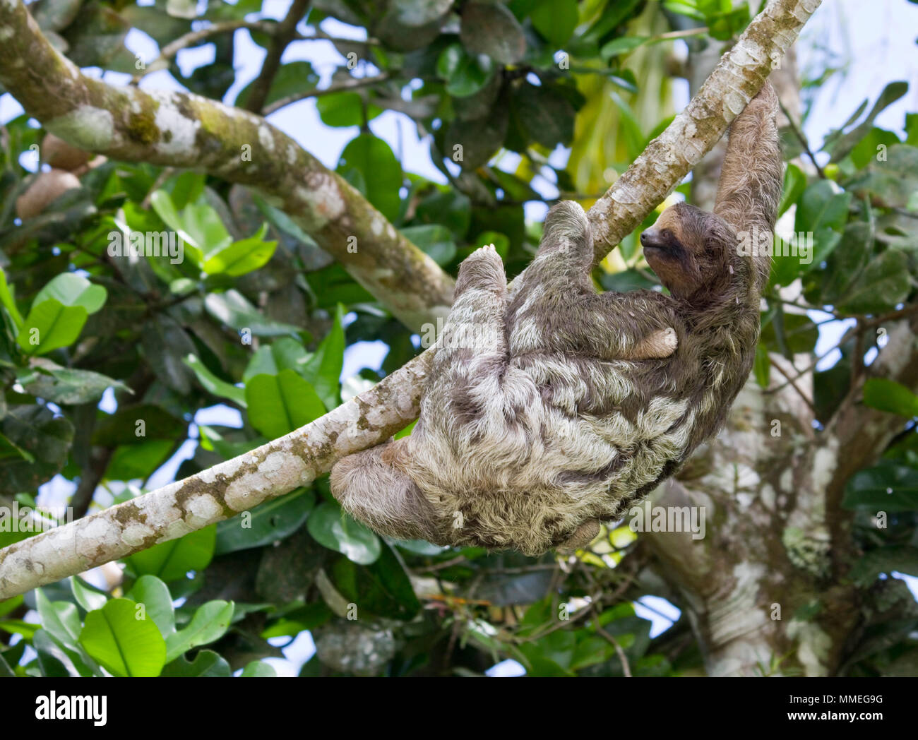 Wild Sloth and baby in central America Stock Photo