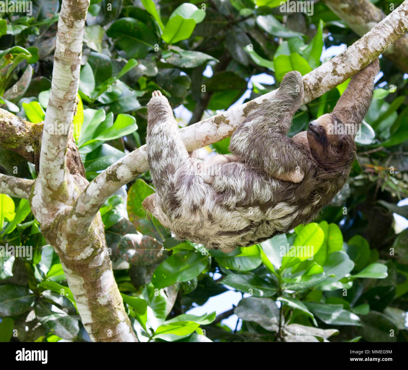 Wild Sloth and baby in central America Stock Photo