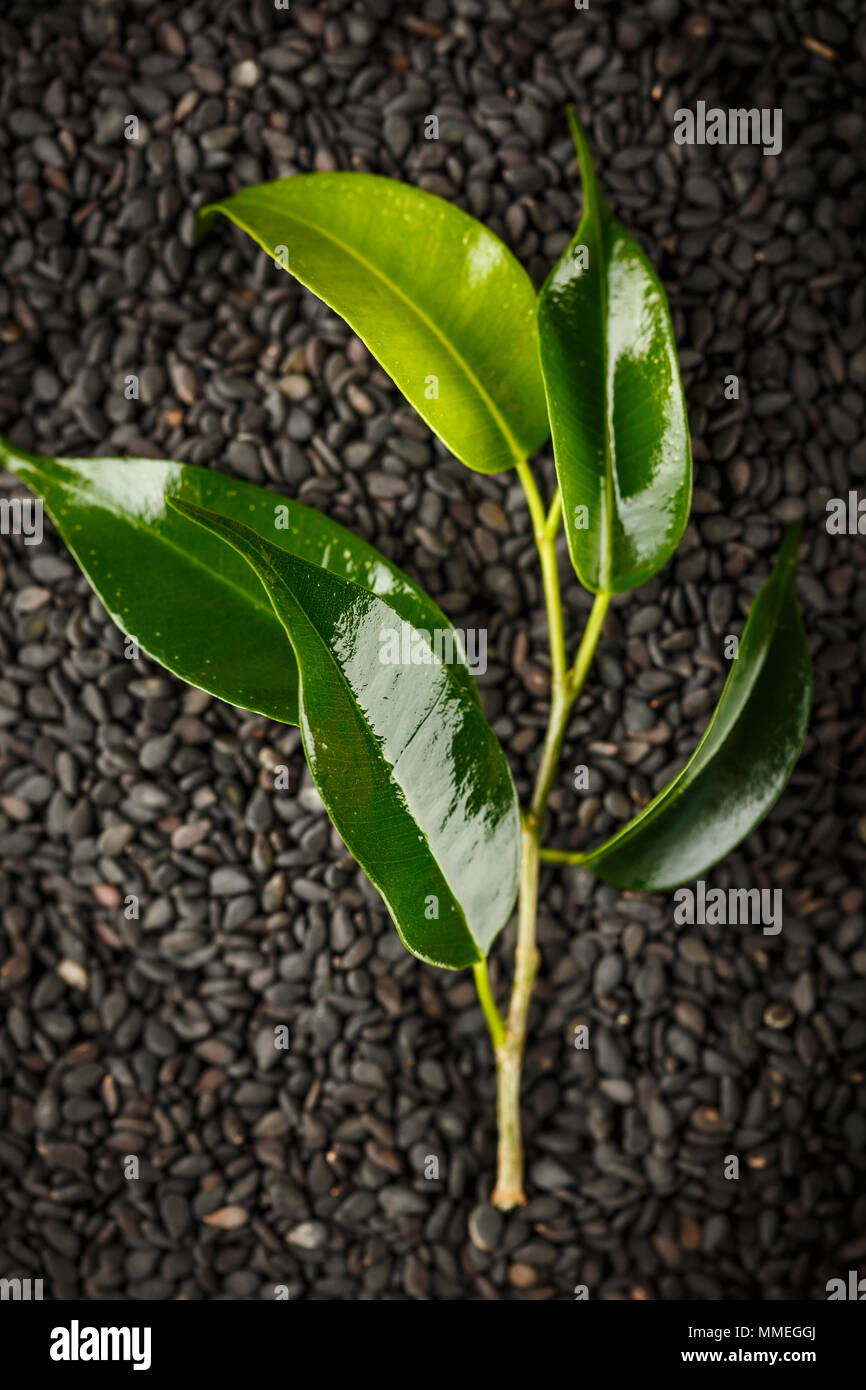Branch with green shiny leaves on a black sand background Stock Photo