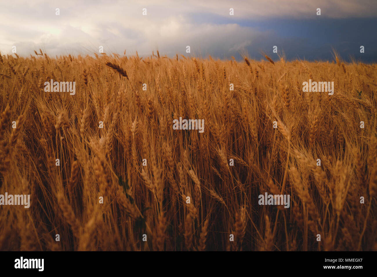 Wheat field with stormy background Stock Photo