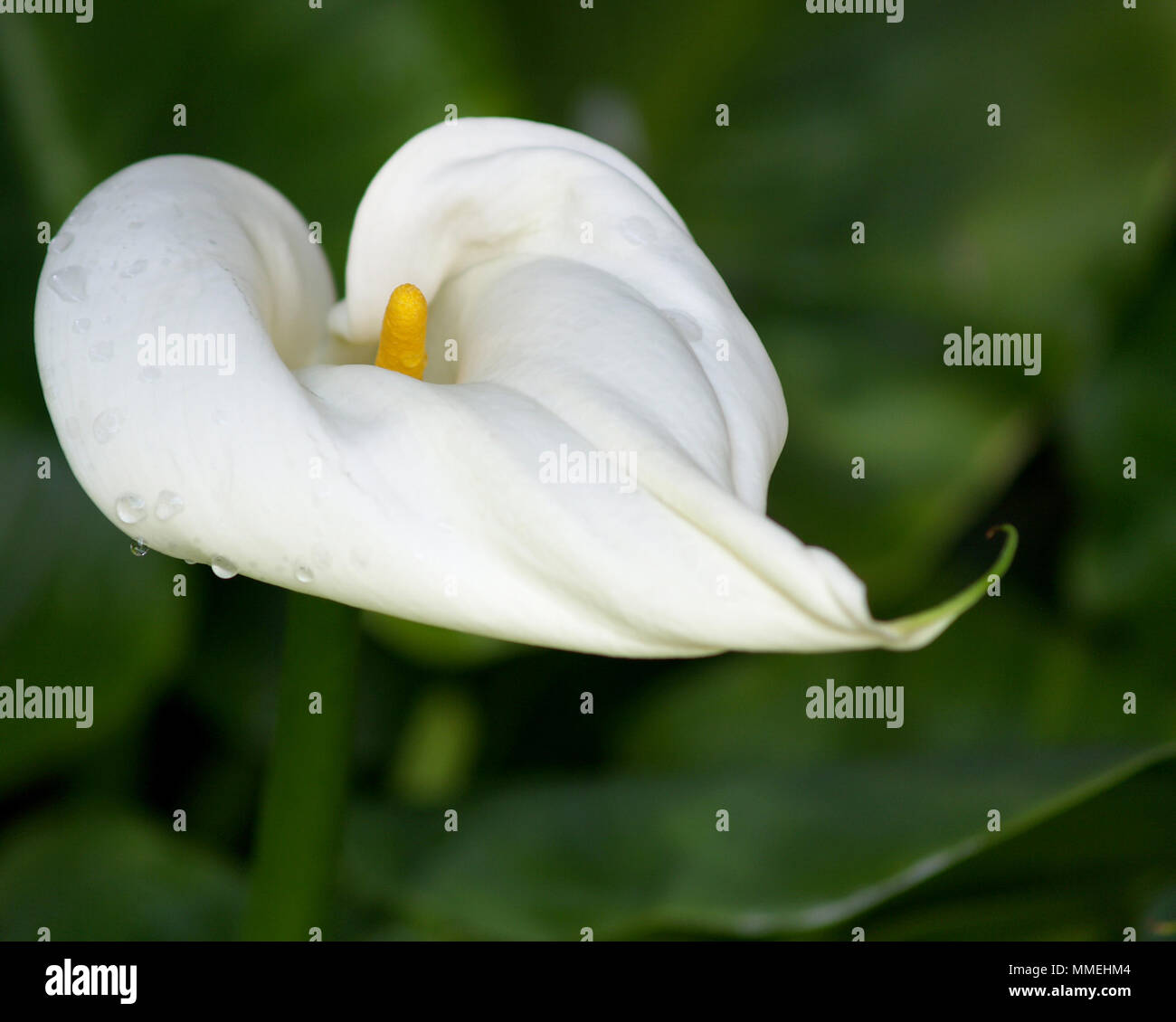 lilly callas in the greenery Stock Photo Alamy