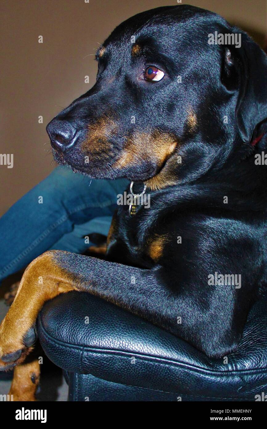 Adult male Rotterman (Rottweiler cross Doberman) dog, sat on the sofa in a human-like pose. Stock Photo