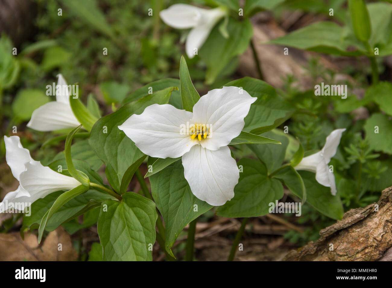 White Trillium Blooming, Spring Wild Flowers Stock Photo