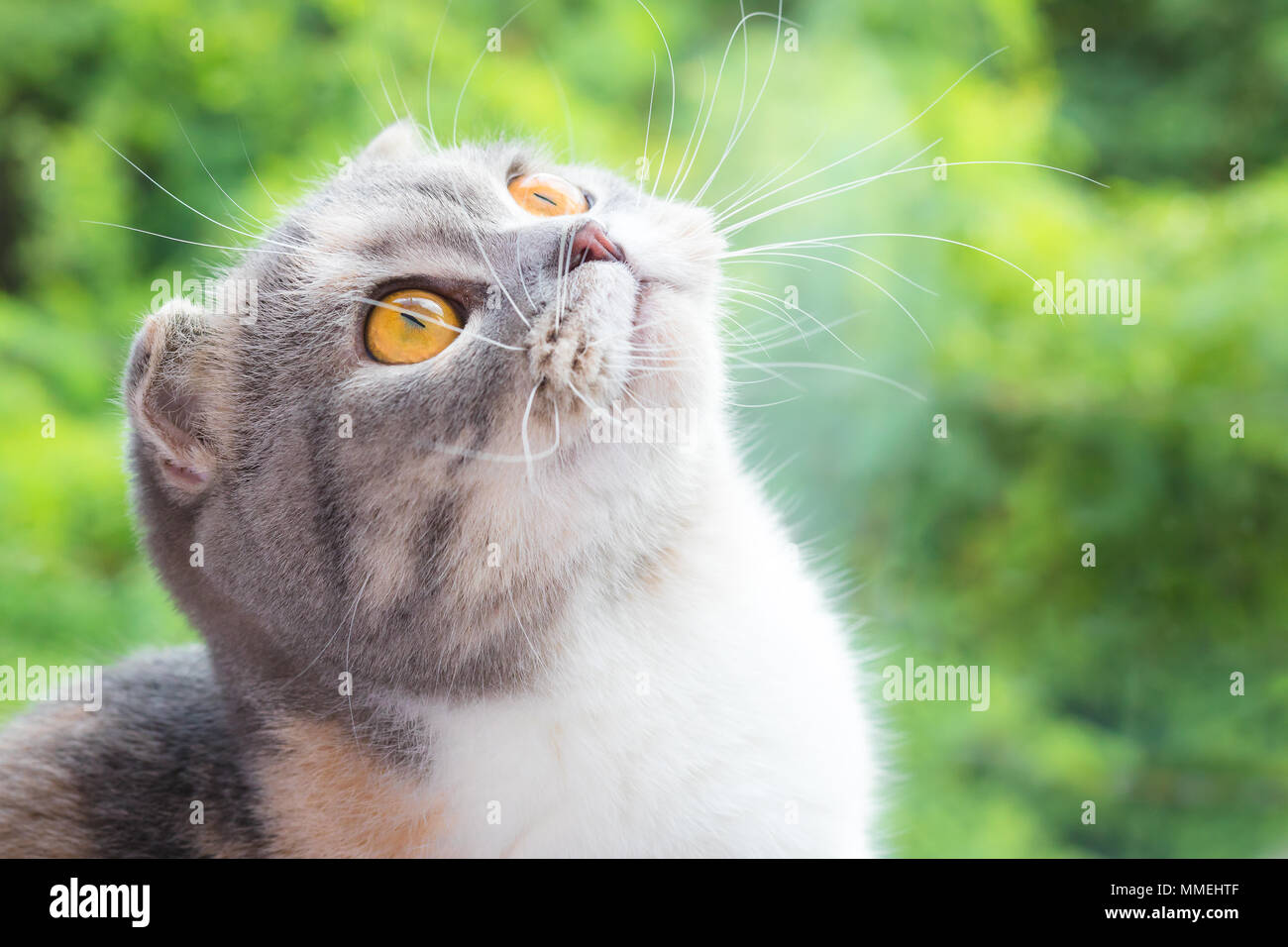 Close-up of little Scottish Fold kitten with green natural background . Stock Photo