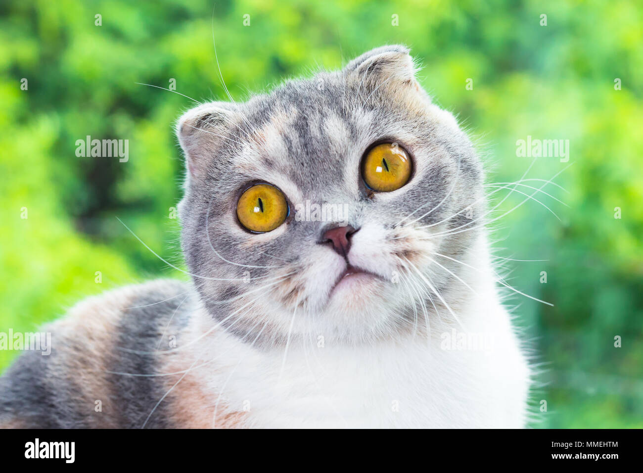 Close-up of little Scottish Fold kitten with green natural background . Stock Photo