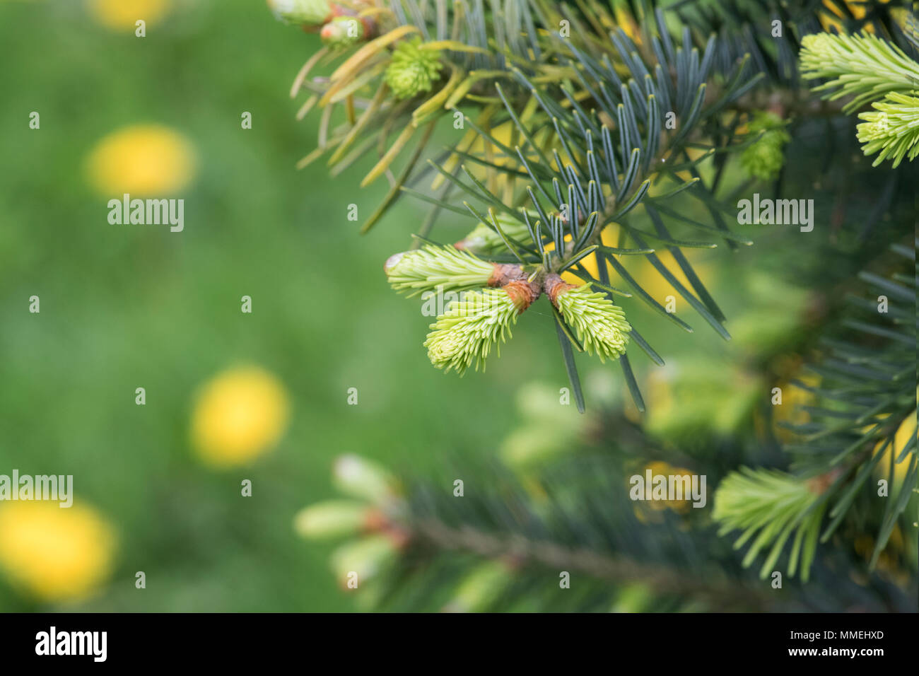 Abies cilicica subsp. cilicica. Cilician fir foliage in spring. UK Stock Photo