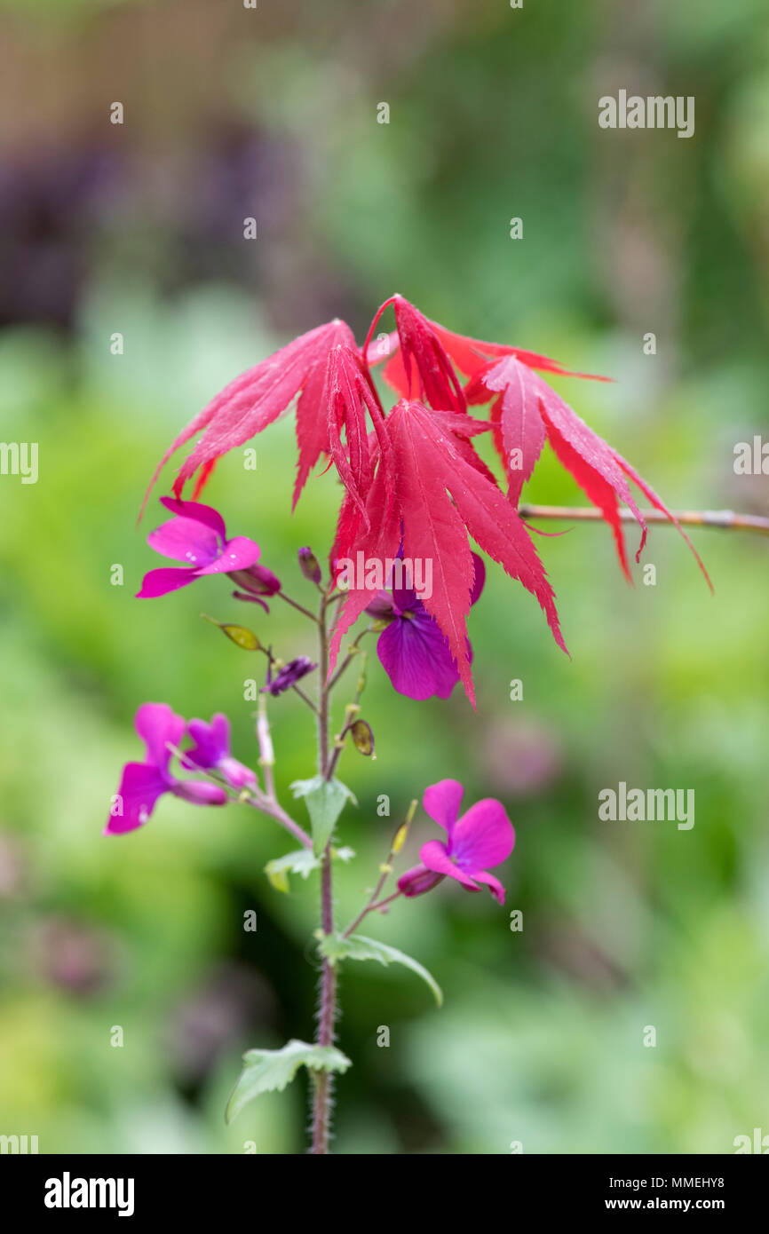 Acer palmatum. Red Japanese maple leaves and honesty flowers in spring. UK Stock Photo