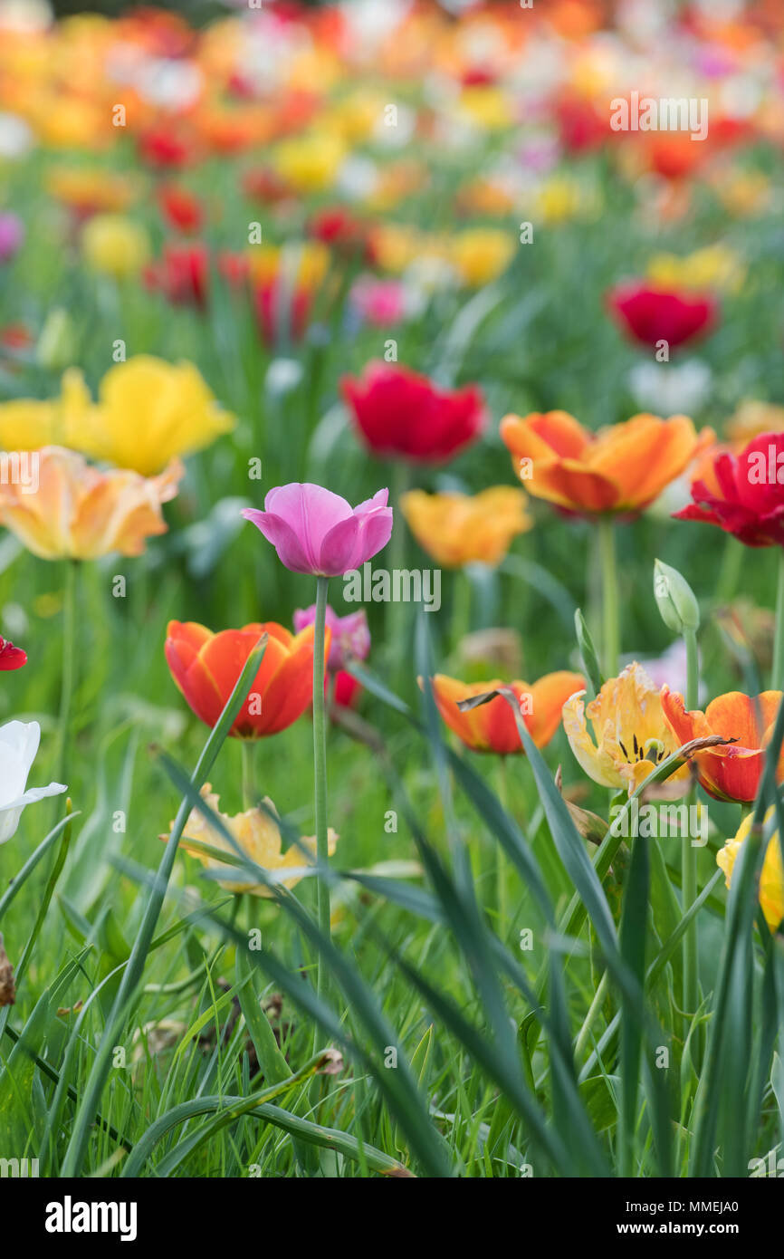 Tulipa Red Yellow Orange And Pink Tulips In An English Garden At Springtime Uk Stock Photo Alamy